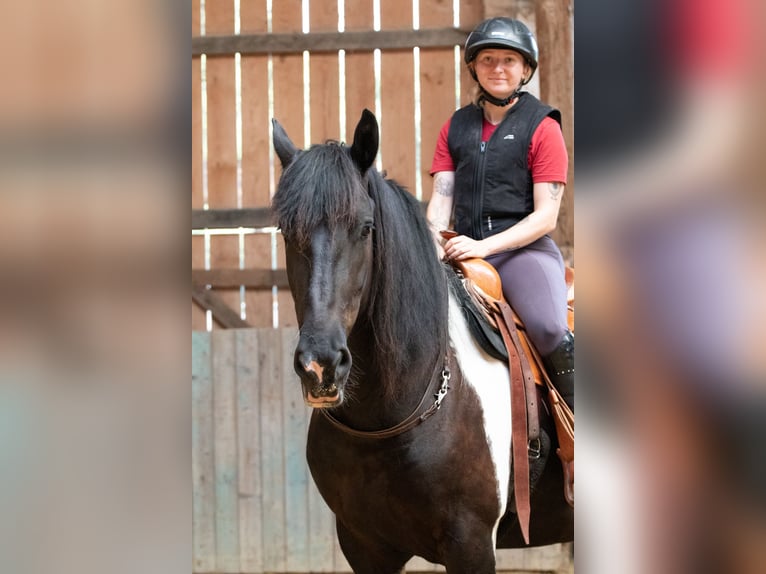 Barocco pinto Castrone 6 Anni 165 cm Pezzato in Borken
