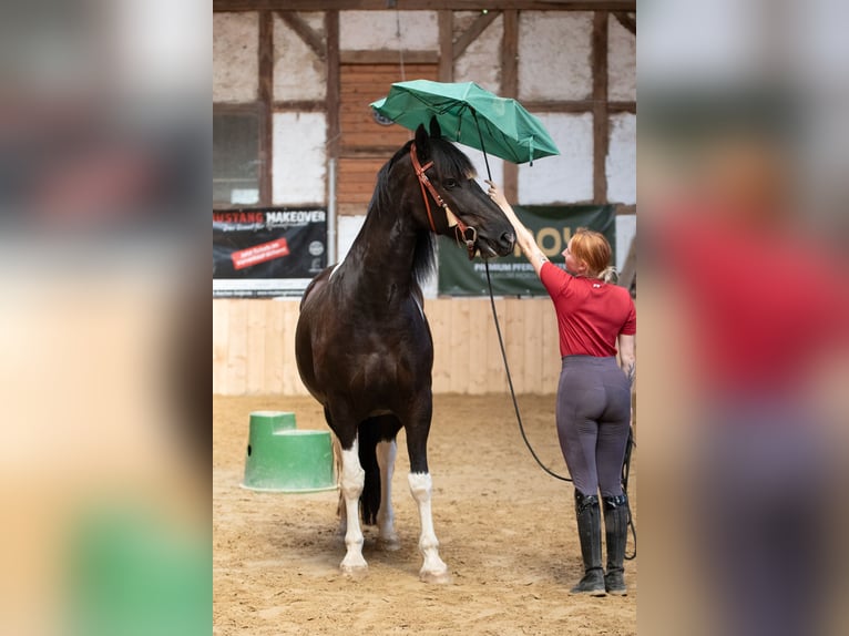 Barocco pinto Castrone 6 Anni 165 cm Pezzato in Borken
