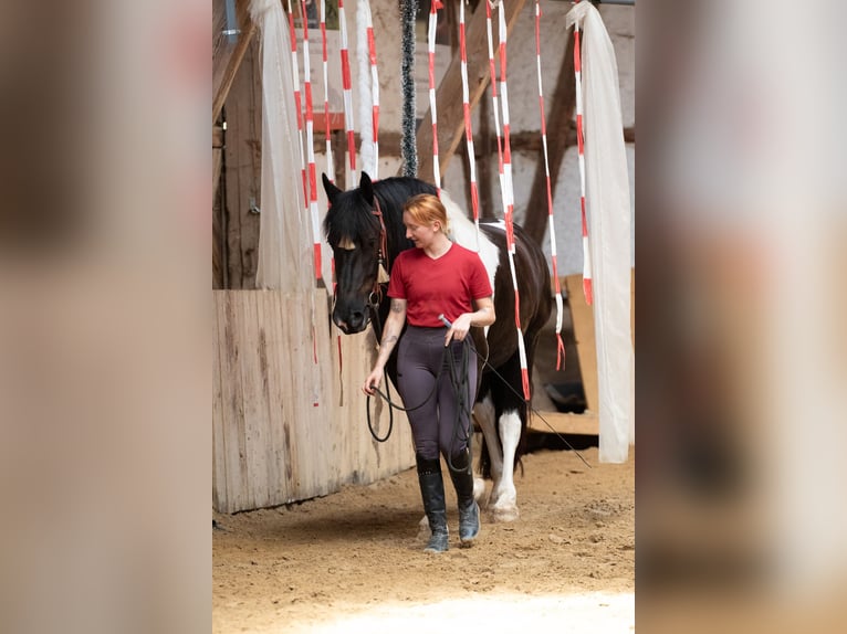 Barocco pinto Castrone 6 Anni 165 cm Pezzato in Borken
