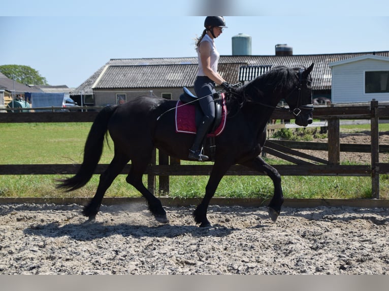 Barocco pinto Castrone 6 Anni 170 cm Morello in Brakel