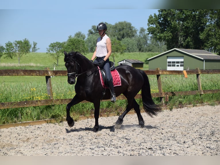 Barocco pinto Castrone 6 Anni 170 cm Morello in Brakel