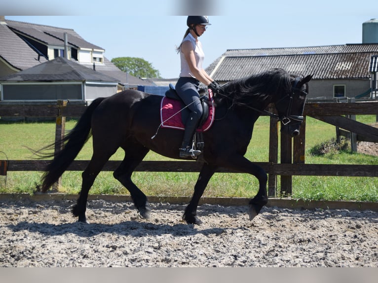Barocco pinto Castrone 6 Anni 170 cm Morello in Brakel