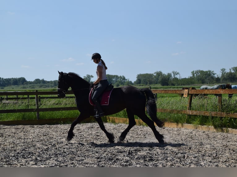 Barocco pinto Castrone 6 Anni 170 cm Morello in Brakel