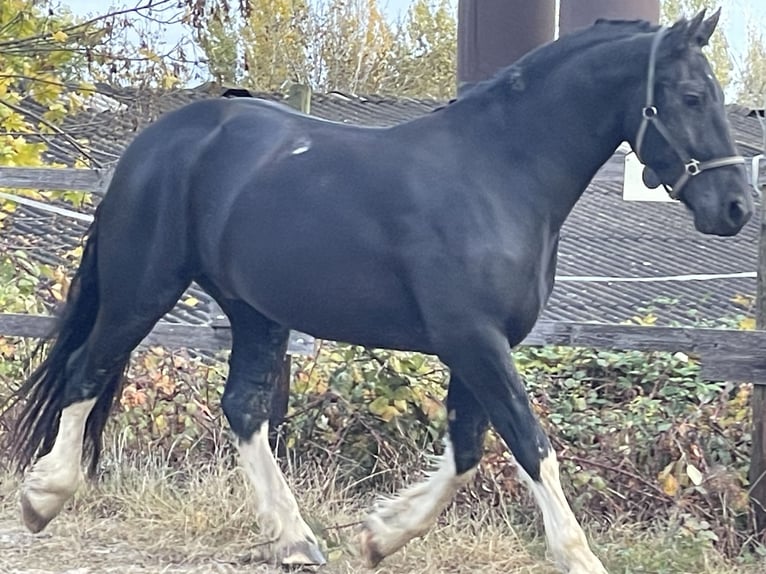 Barocco pinto Castrone 6 Anni 170 cm Pezzato in Kindenheim