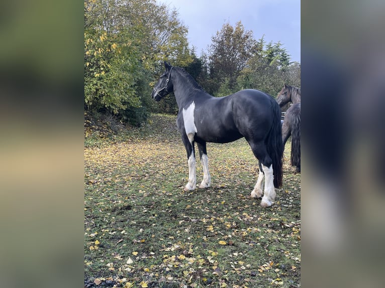 Barocco pinto Castrone 6 Anni 170 cm Pezzato in Kindenheim