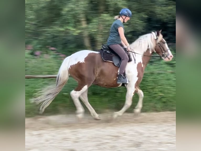 Barocco pinto Mix Castrone 8 Anni 163 cm Pezzato in Grasberg