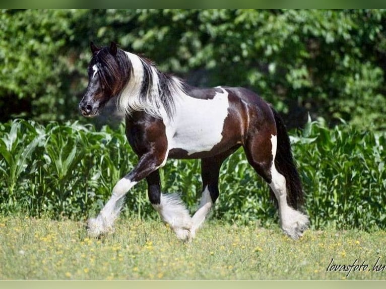 Barocco pinto Castrone 8 Anni 164 cm Pezzato in Bexbach