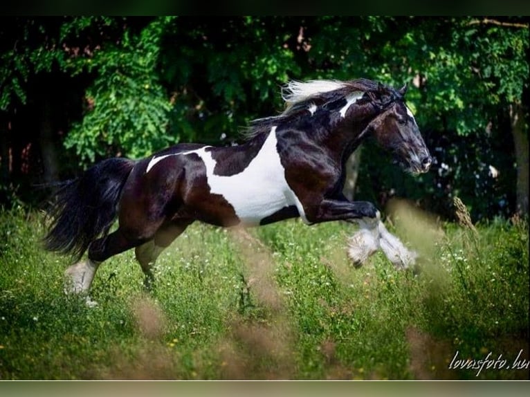 Barocco pinto Castrone 8 Anni 164 cm Pezzato in Bexbach