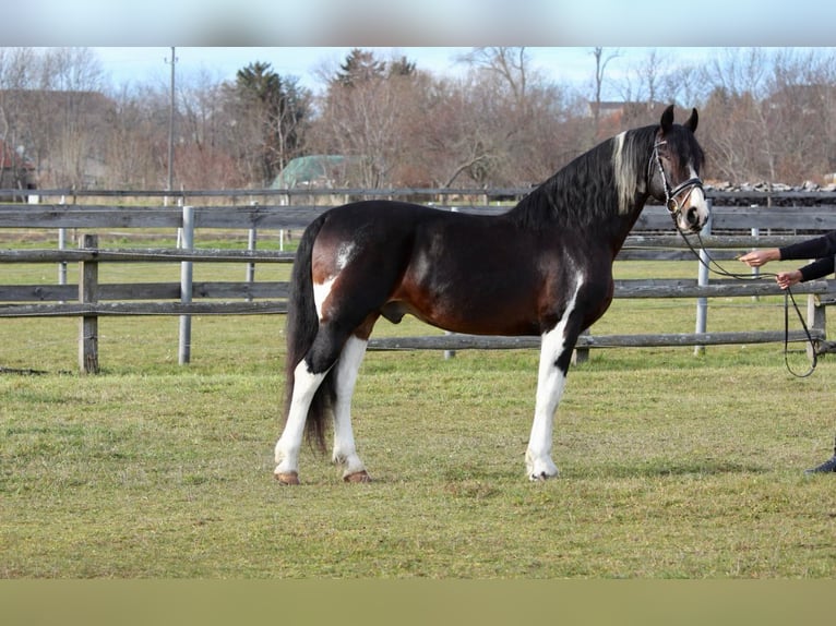 Barocco pinto Castrone 8 Anni 165 cm Pezzato in Rechnitz