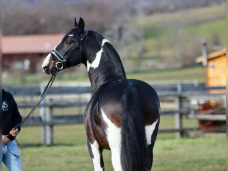 Barocco pinto Castrone 8 Anni 165 cm Pezzato in Rechnitz