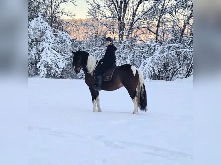 Barocco pinto Castrone 8 Anni 176 cm Pezzato in Moosburg