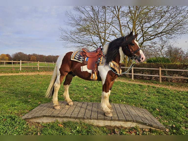 Barocco pinto Castrone 9 Anni 150 cm Pezzato in Linkenbach