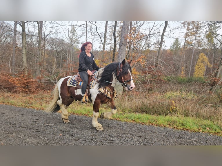 Barocco pinto Castrone 9 Anni 150 cm Pezzato in Linkenbach