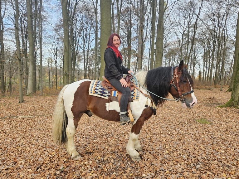 Barocco pinto Castrone 9 Anni 150 cm Pezzato in Linkenbach