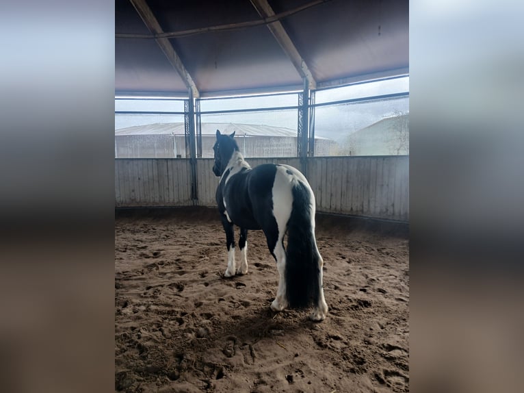 Barocco pinto Mix Castrone 9 Anni 151 cm Pezzato in Mannheim