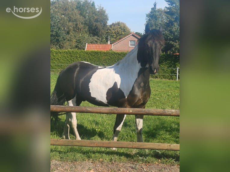 Barocco pinto Castrone 9 Anni 168 cm Pezzato in Rhede