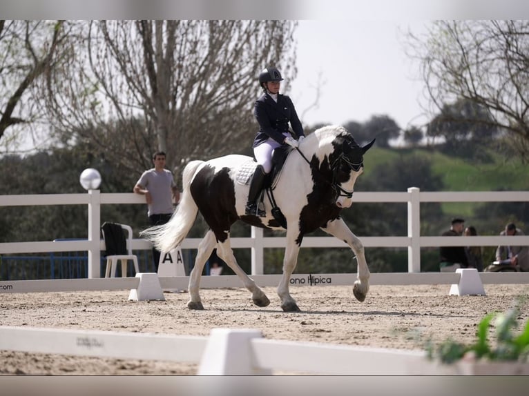 Barocco pinto Castrone 9 Anni 170 cm Pezzato in Cazalegas (Pueblo)