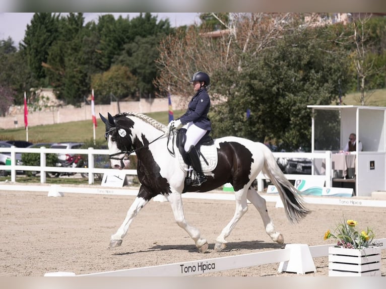 Barocco pinto Castrone 9 Anni 170 cm Pezzato in Cazalegas (Pueblo)