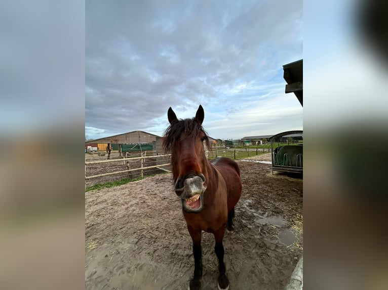 Barocco pinto Mix Castrone 9 Anni 175 cm Baio in Mönchengladbach