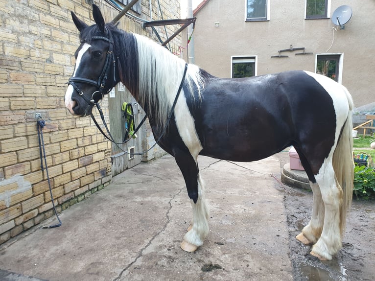 Barocco pinto Giumenta 10 Anni 154 cm Pezzato in Schönwölkau