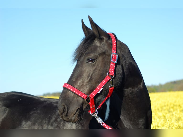 Barocco pinto Giumenta 10 Anni 160 cm Pezzato in Stadthagen