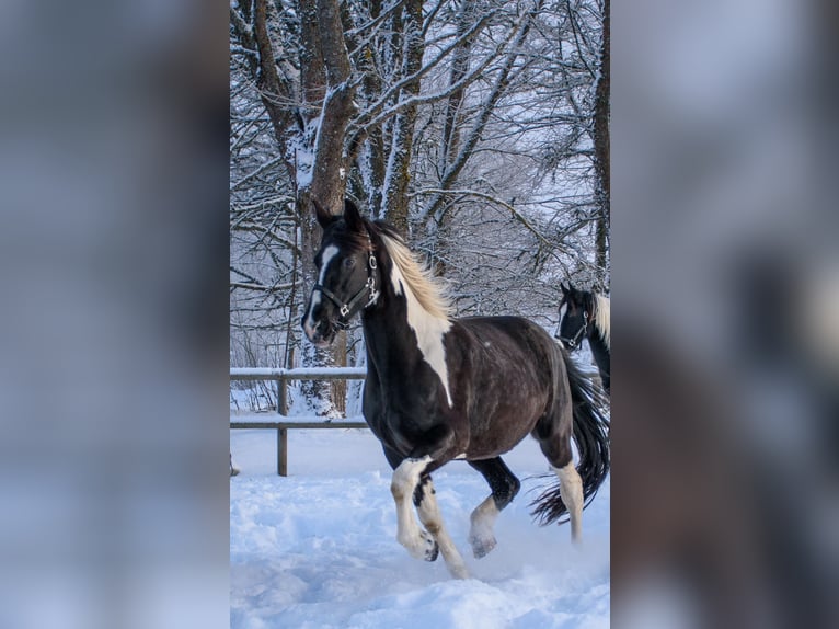 Barocco pinto Giumenta 10 Anni Pezzato in Paide