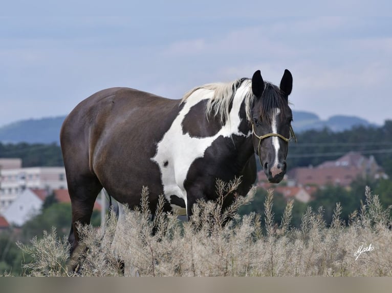 Barocco pinto Giumenta 10 Anni Pezzato in Paide