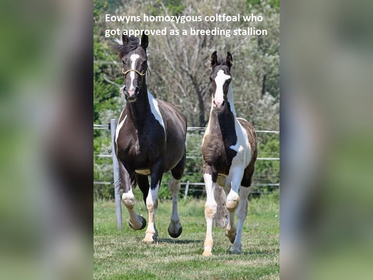 Barocco pinto Giumenta 10 Anni Pezzato in Paide