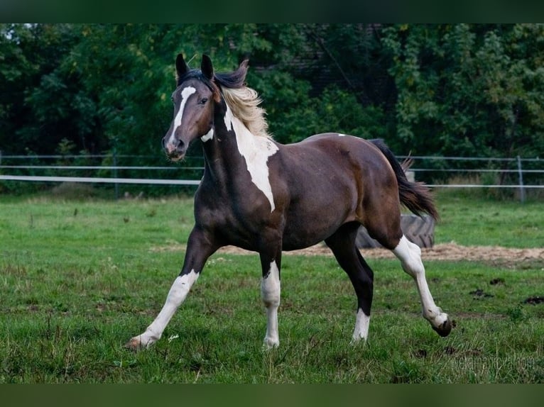 Barocco pinto Giumenta 10 Anni Pezzato in Paide