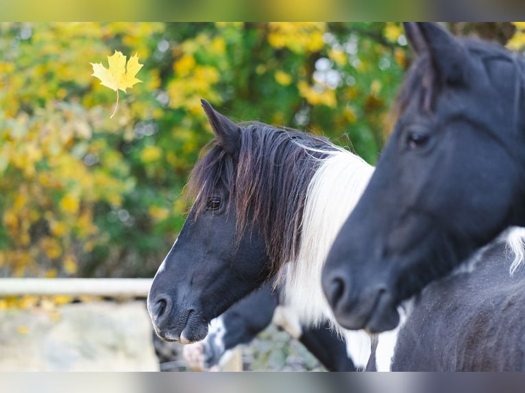 Barocco pinto Giumenta 10 Anni Pezzato in Paide