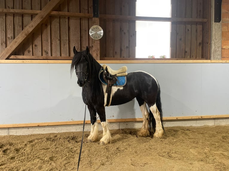Barocco pinto Giumenta 11 Anni 160 cm Tobiano-tutti i colori in Mitterstroheim