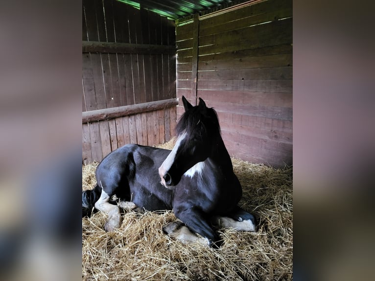 Barocco pinto Giumenta 11 Anni 164 cm Pezzato in Bassano del grappa VI