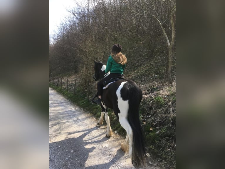 Barocco pinto Giumenta 11 Anni 164 cm Pezzato in Bassano del grappa VI