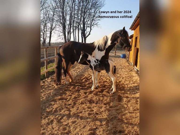 Barocco pinto Giumenta 11 Anni in Paide