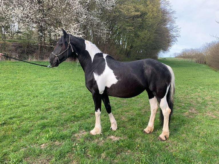 Barocco pinto Giumenta 12 Anni 160 cm Pezzato in Kirtorf