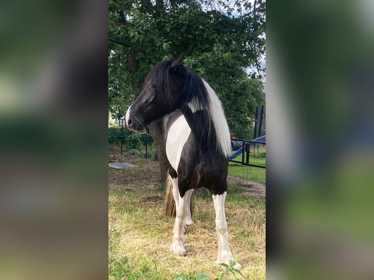 Barocco pinto Giumenta 12 Anni 165 cm Tobiano-tutti i colori in Brandis