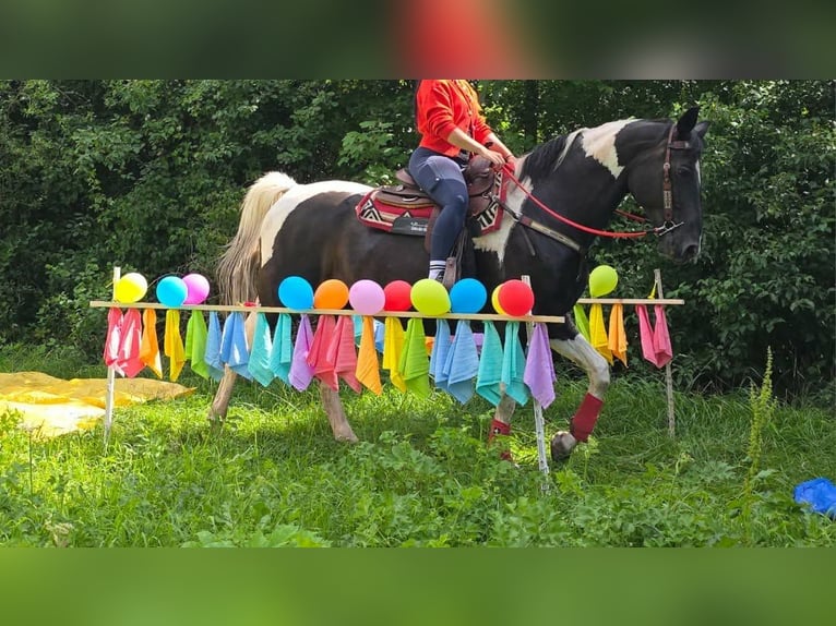 Barocco pinto Giumenta 13 Anni 162 cm Pezzato in Linkenbach
