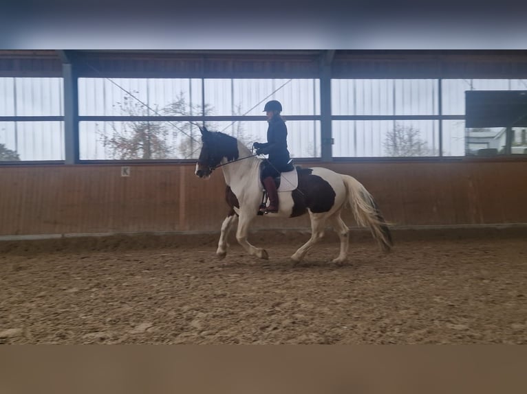 Barocco pinto Giumenta 15 Anni 166 cm Pezzato in Meerbusch-Niers