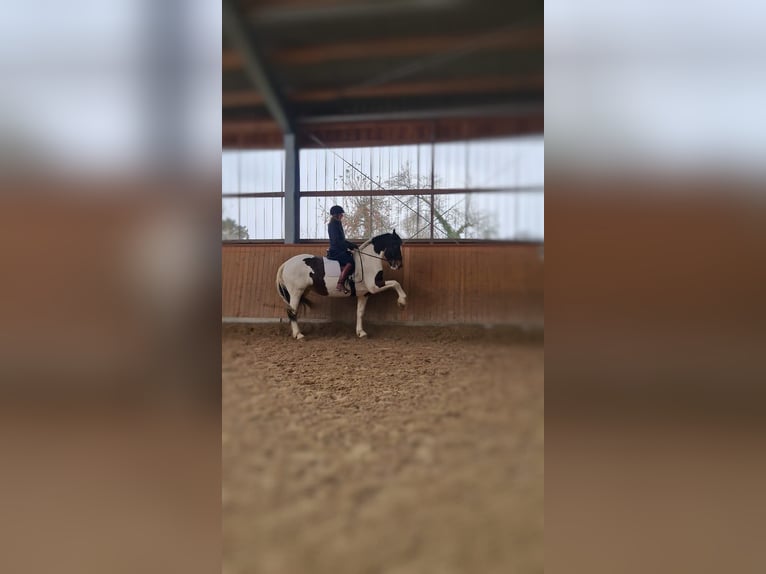 Barocco pinto Giumenta 15 Anni 166 cm Pezzato in Meerbusch-Niers