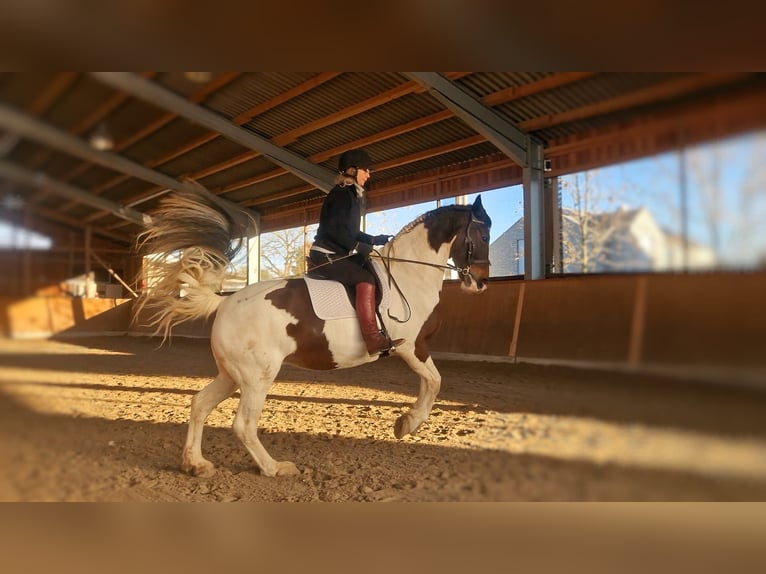 Barocco pinto Giumenta 15 Anni 166 cm Pezzato in Meerbusch-Niers