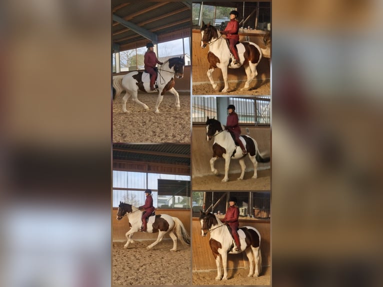 Barocco pinto Giumenta 16 Anni 166 cm Pezzato in Meerbusch-Niers