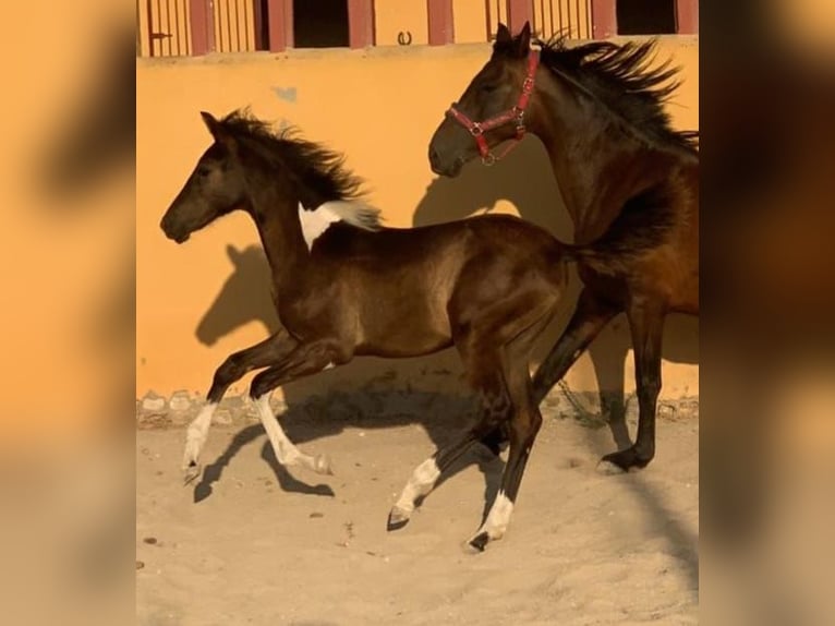 Barocco pinto Giumenta 1 Anno 162 cm in Chiclana de la Frontera