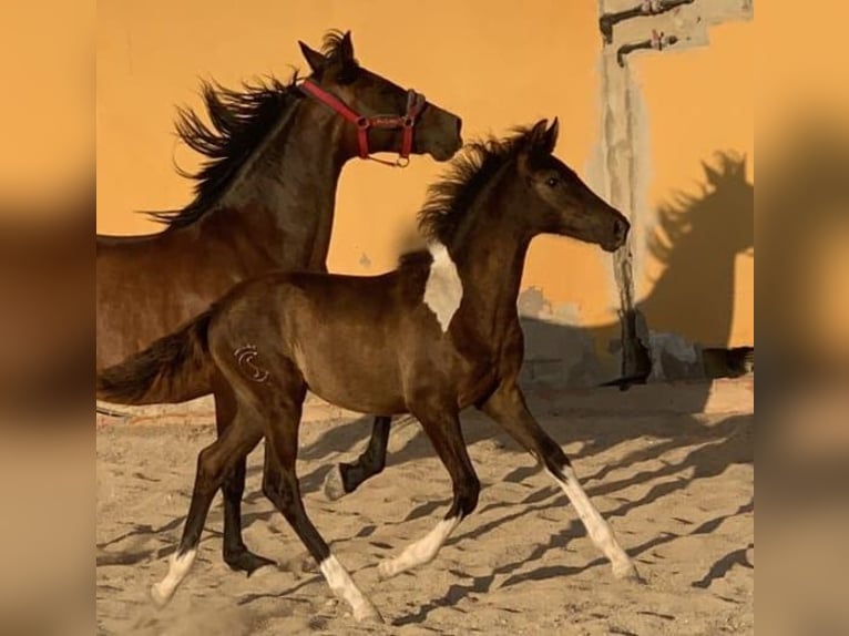 Barocco pinto Giumenta 1 Anno 162 cm in Chiclana de la Frontera