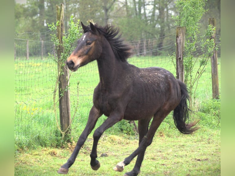 Barocco pinto Giumenta 1 Anno 165 cm Baio nero in Ebersheim