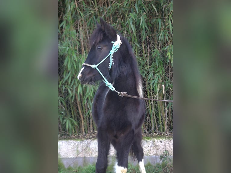 Barocco pinto Giumenta 1 Anno 165 cm in Ebersheim