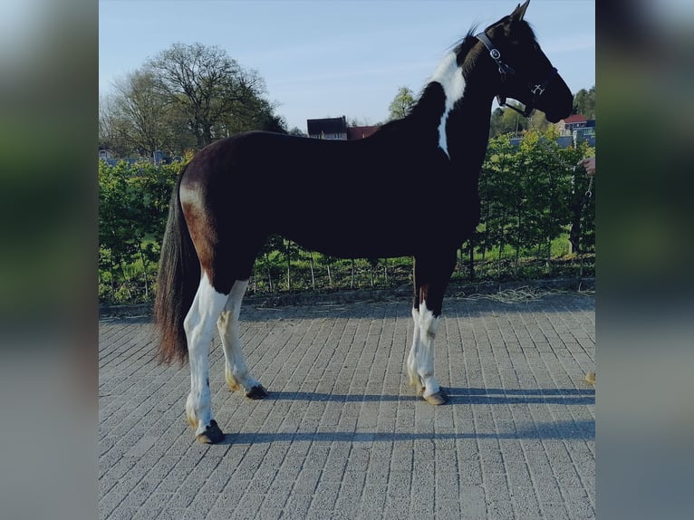 Barocco pinto Giumenta 1 Anno 166 cm Pezzato in Halle