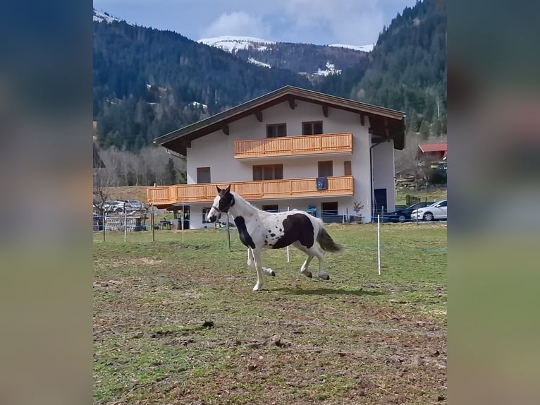 Barocco pinto Giumenta 1 Anno 168 cm Pezzato in Unterberg