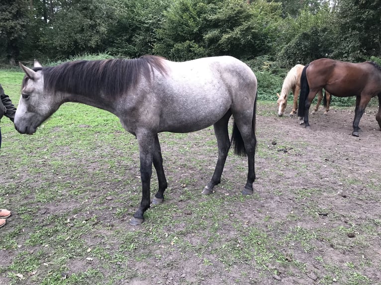 Barocco pinto Giumenta 1 Anno Pelle di daino in HamminkelnHamminkeln