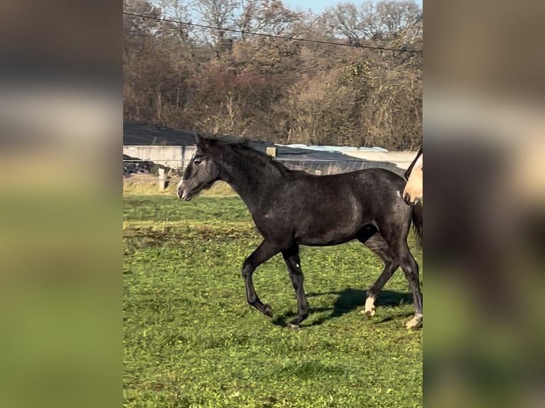 Barocco pinto Giumenta 1 Anno Pelle di daino in HamminkelnHamminkeln