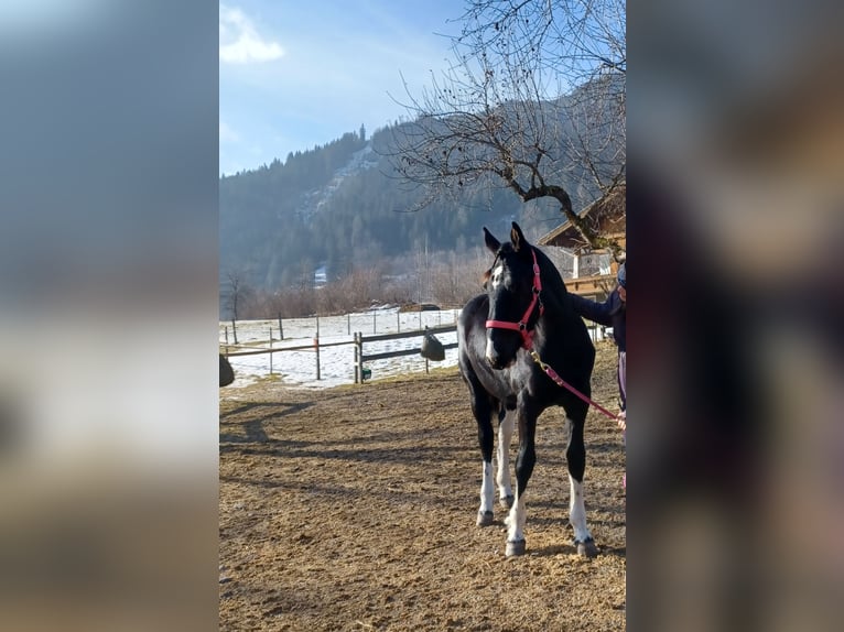 Barocco pinto Giumenta 1 Anno Pezzato in Dorfgastein